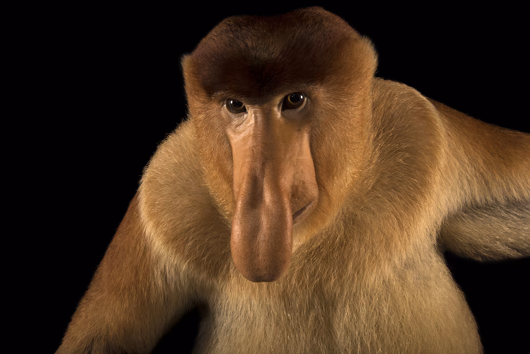 Proborpscis