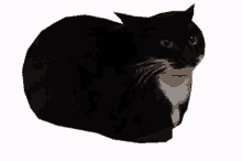 black cats