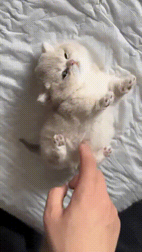 kitty