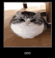 Deti Komaru