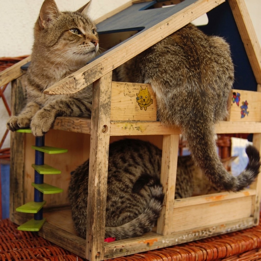 DAHOUSECATS